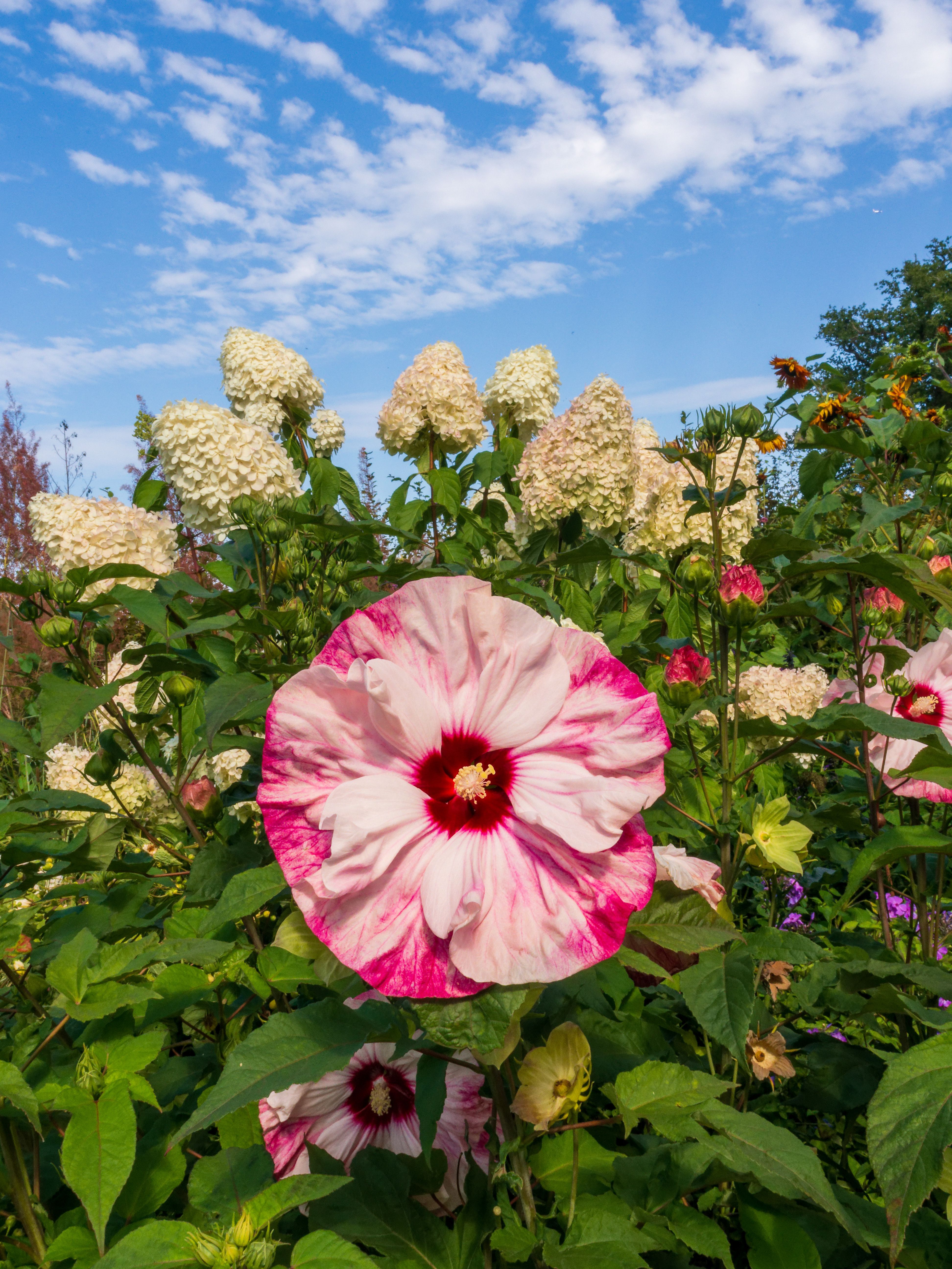 Stunning Pink Hibiscus in Bloom Under Blue Sky · Free Stock Photo