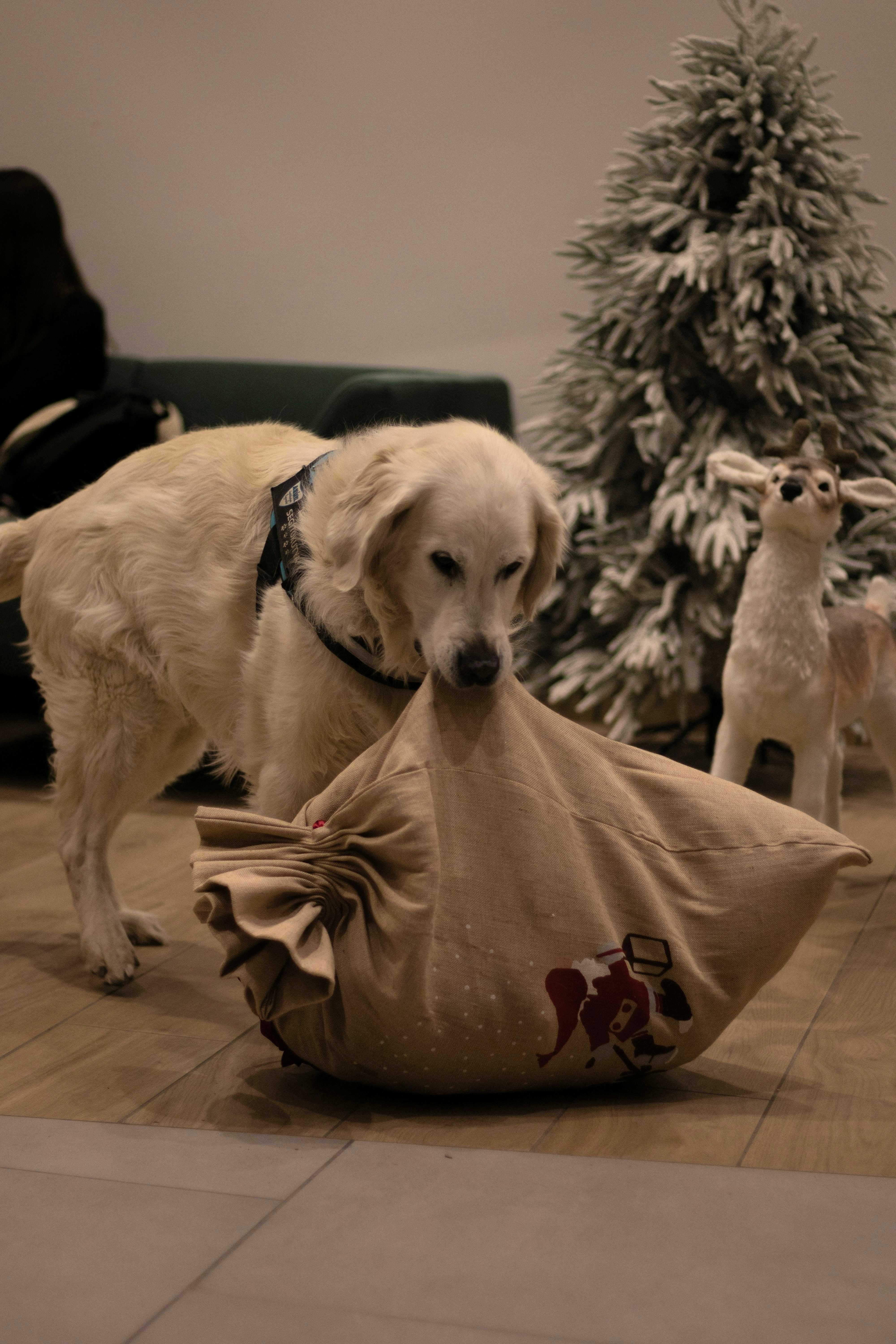 Golden Retriever holding a festive Santa sack beside a decorated tree indoors.