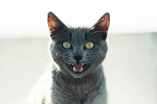 Free Charming gray cat with golden eyes captured in a lively outdoor setting, highlighting its expressive face. Stock Photo