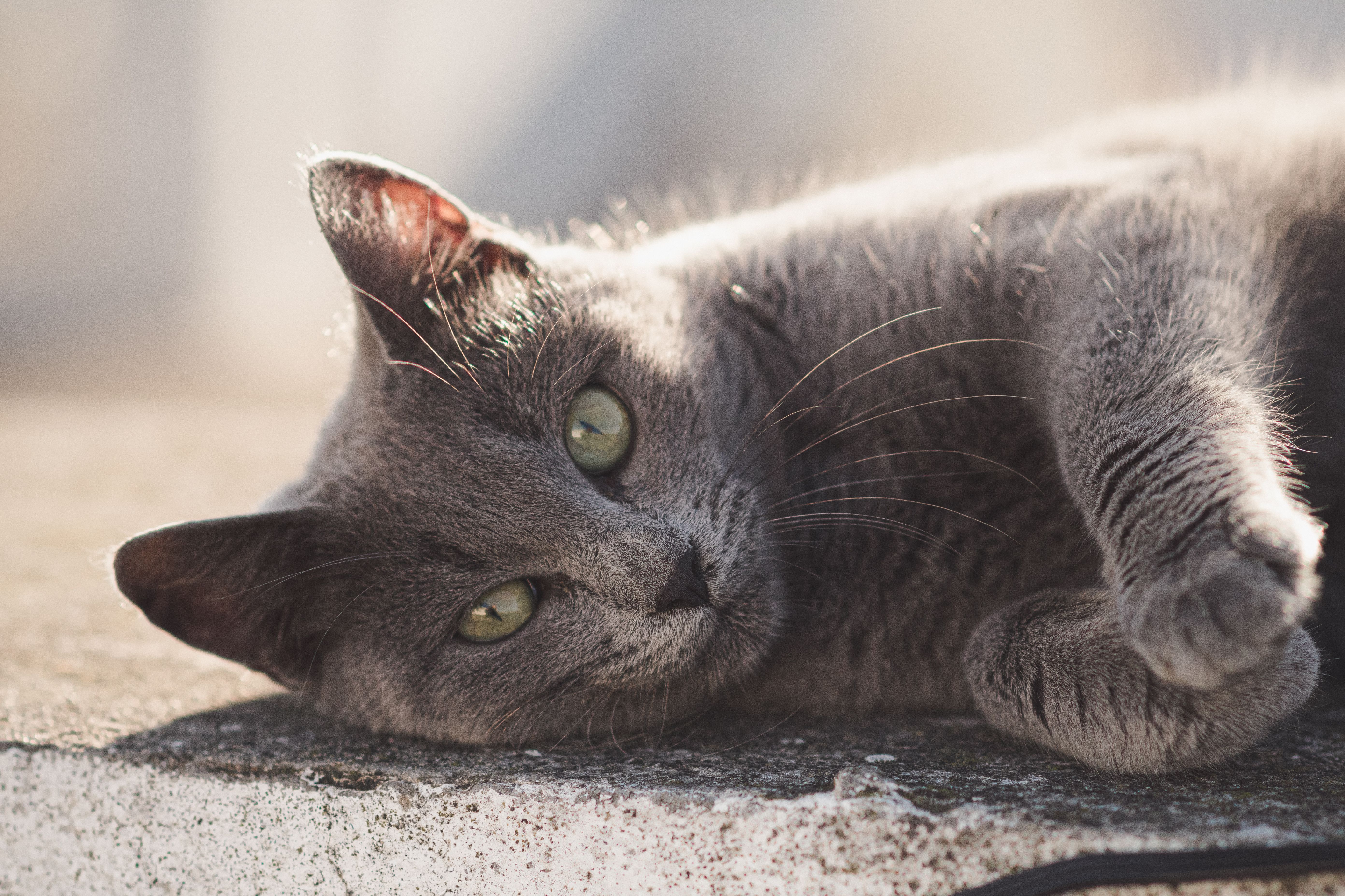 Relaxed Gray Cat Lying in Sunlight Outdoors · Free Stock Photo