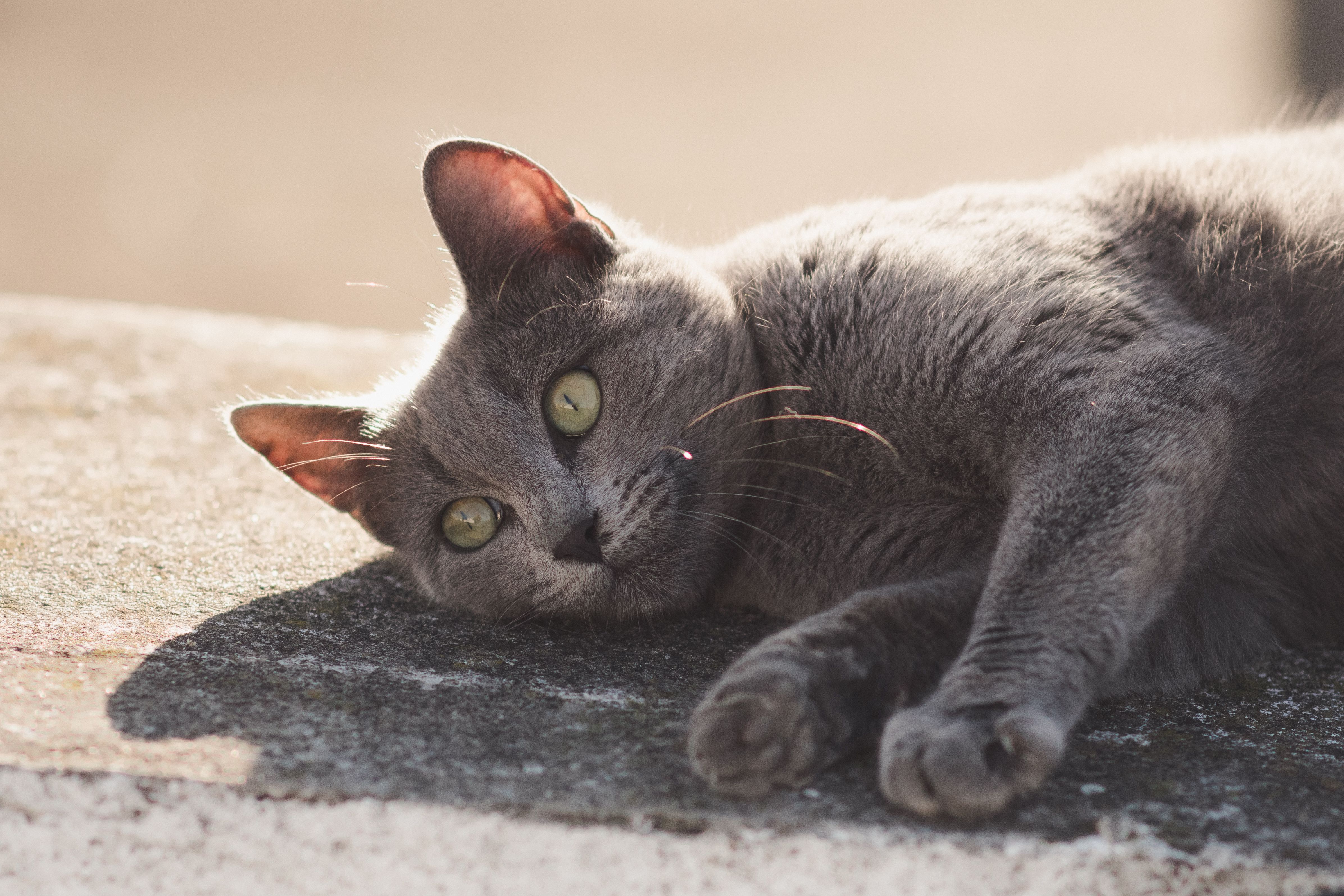 Relaxed Gray Cat Lounging in Sunlight · Free Stock Photo