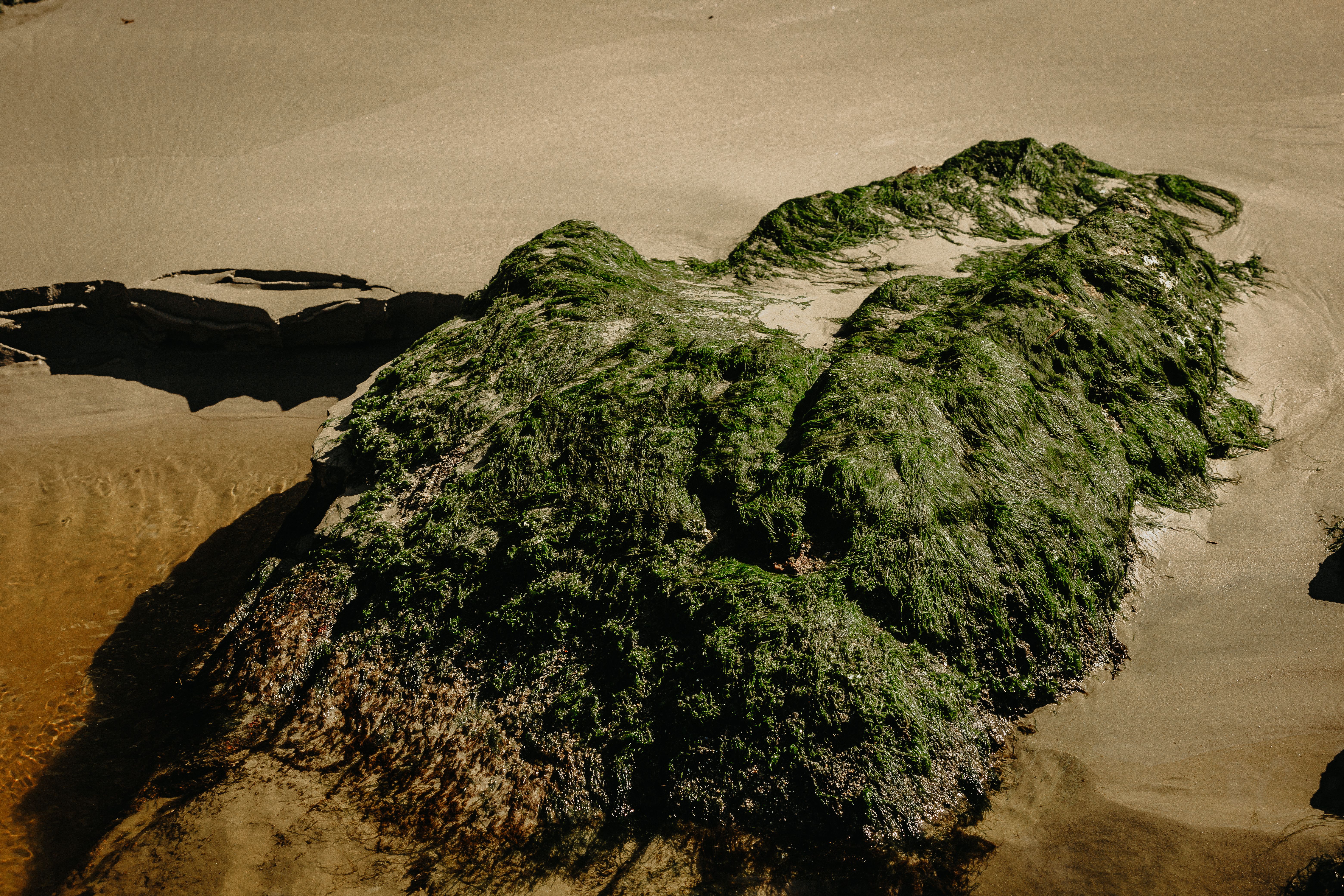 Textured rock with seaweed on a sandy beach, hinting at coastal serenity.
