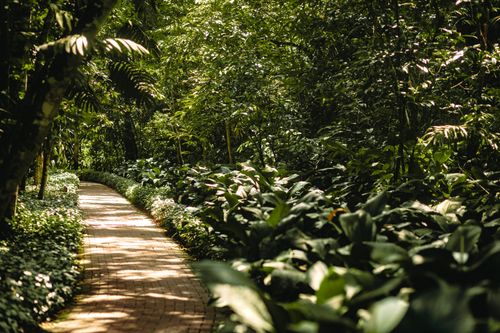 Free A tranquil brick path winding through a vibrant green forest, perfect for nature lovers. Stock Photo
