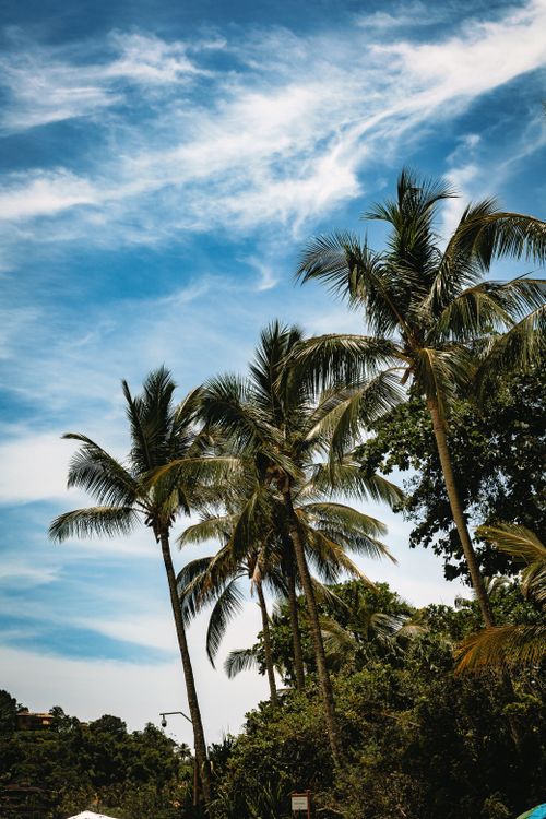 Free Lush tropical palm trees stretch towards a vibrant blue sky on a sunny day, perfect for travel and nature themes. Stock Photo