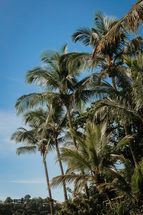 Free Lush tropical palm trees with vibrant fronds set against a clear blue sky in sunny weather. Stock Photo