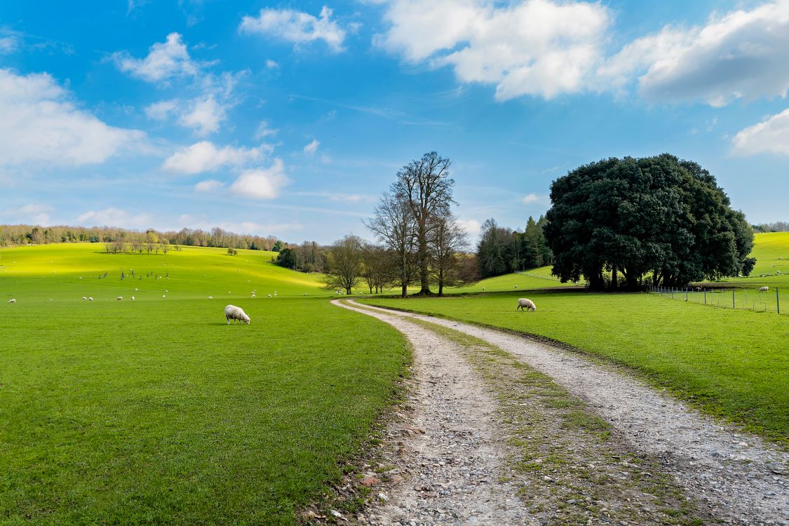 Idyllic Countryside Path with Grazing Sheep · Free Stock Photo