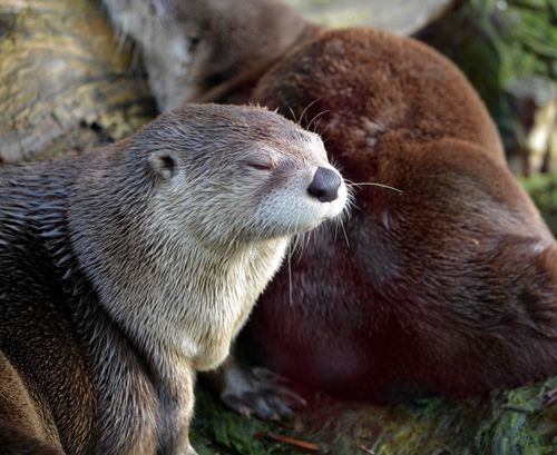 Free A close-up shot of a resting otter at Slimbridge reveals its serene expression and sleek fur. Stock Photo