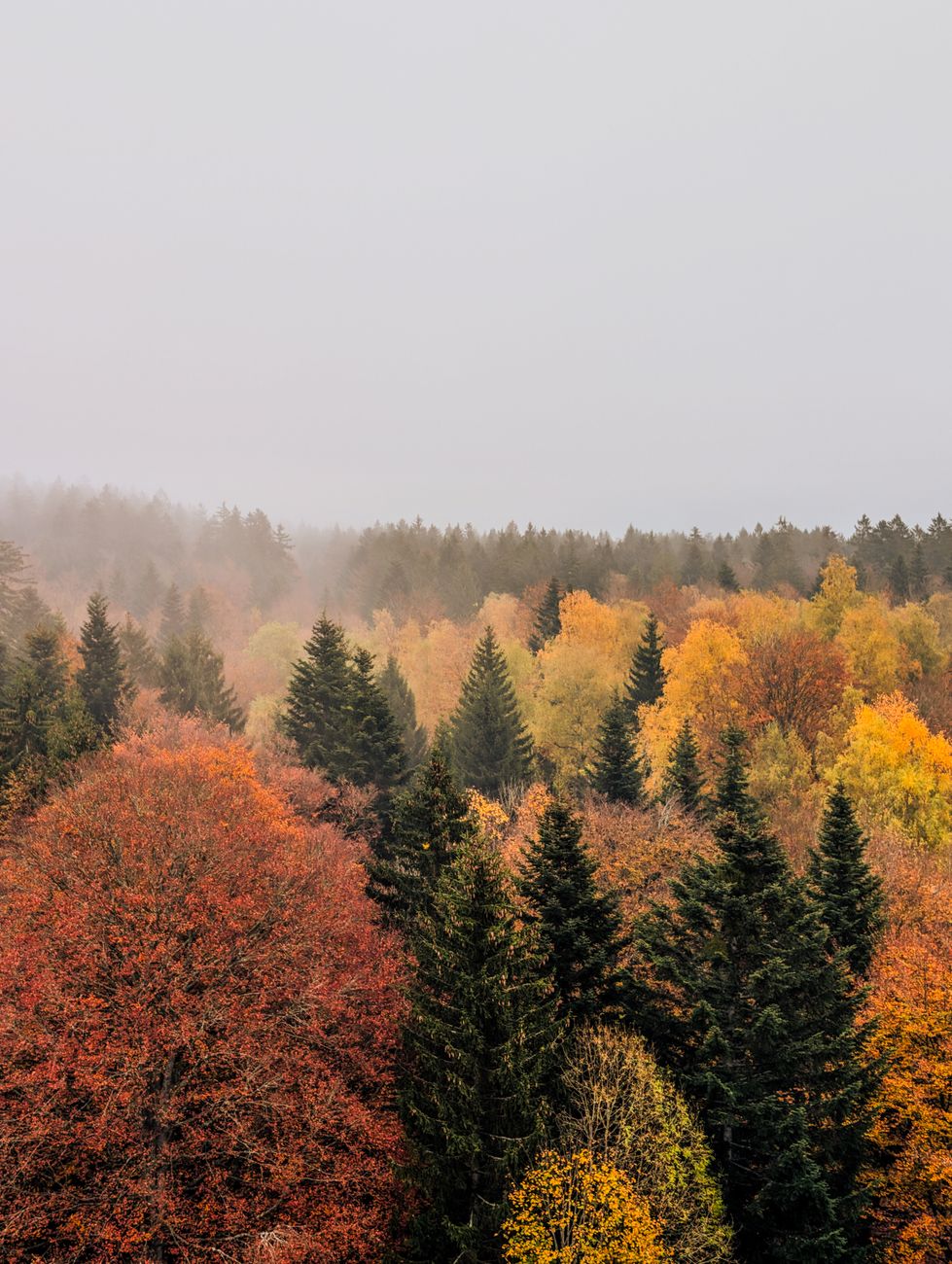 Nebelverhangenes Herbstlandschaft in Deutschland – Natur Hintergrundbild