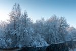 Serene Winter Landscape with Snow-Covered Trees · Free Stock Photo