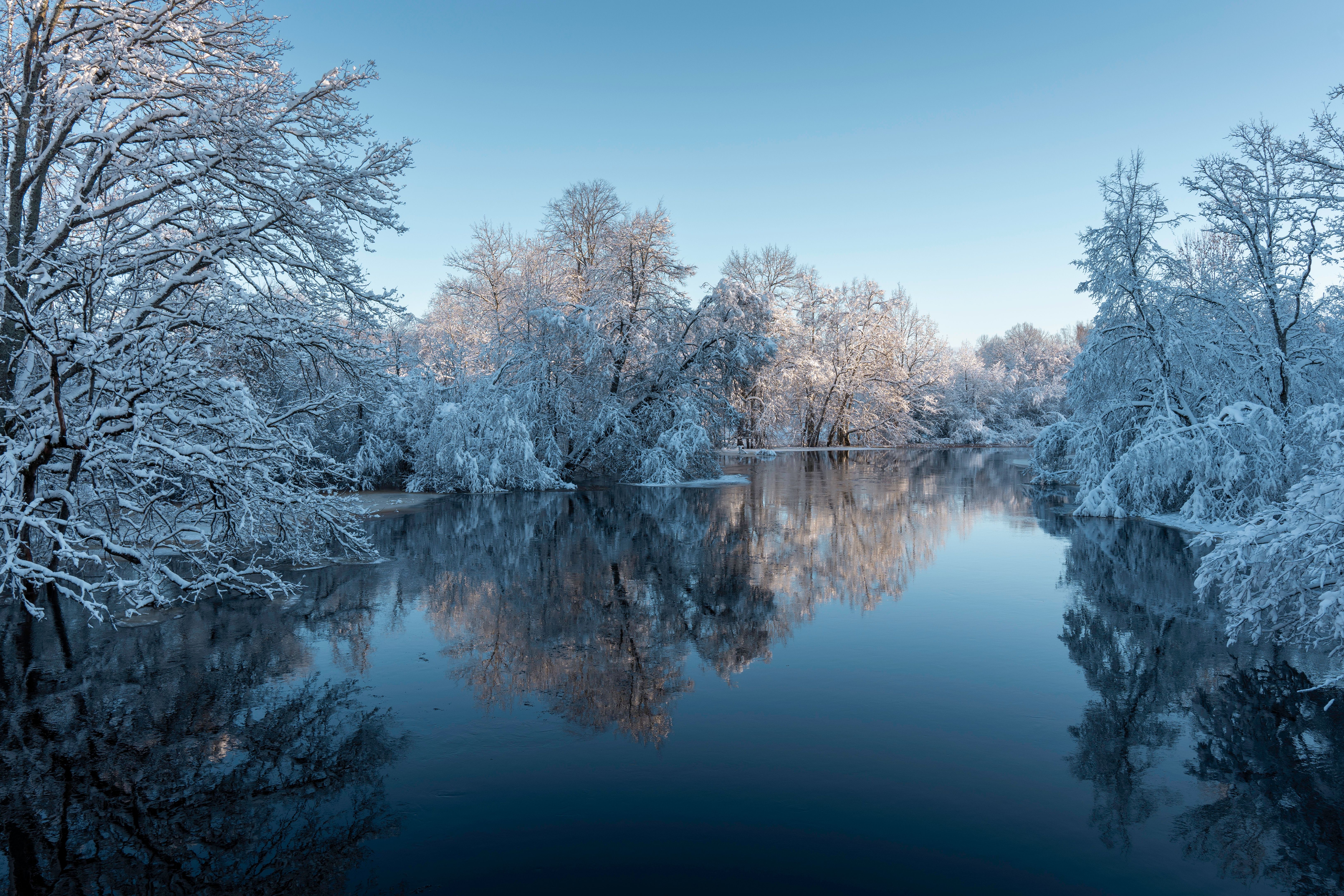 Serene Winter Landscape with Snowy Trees · Free Stock Photo