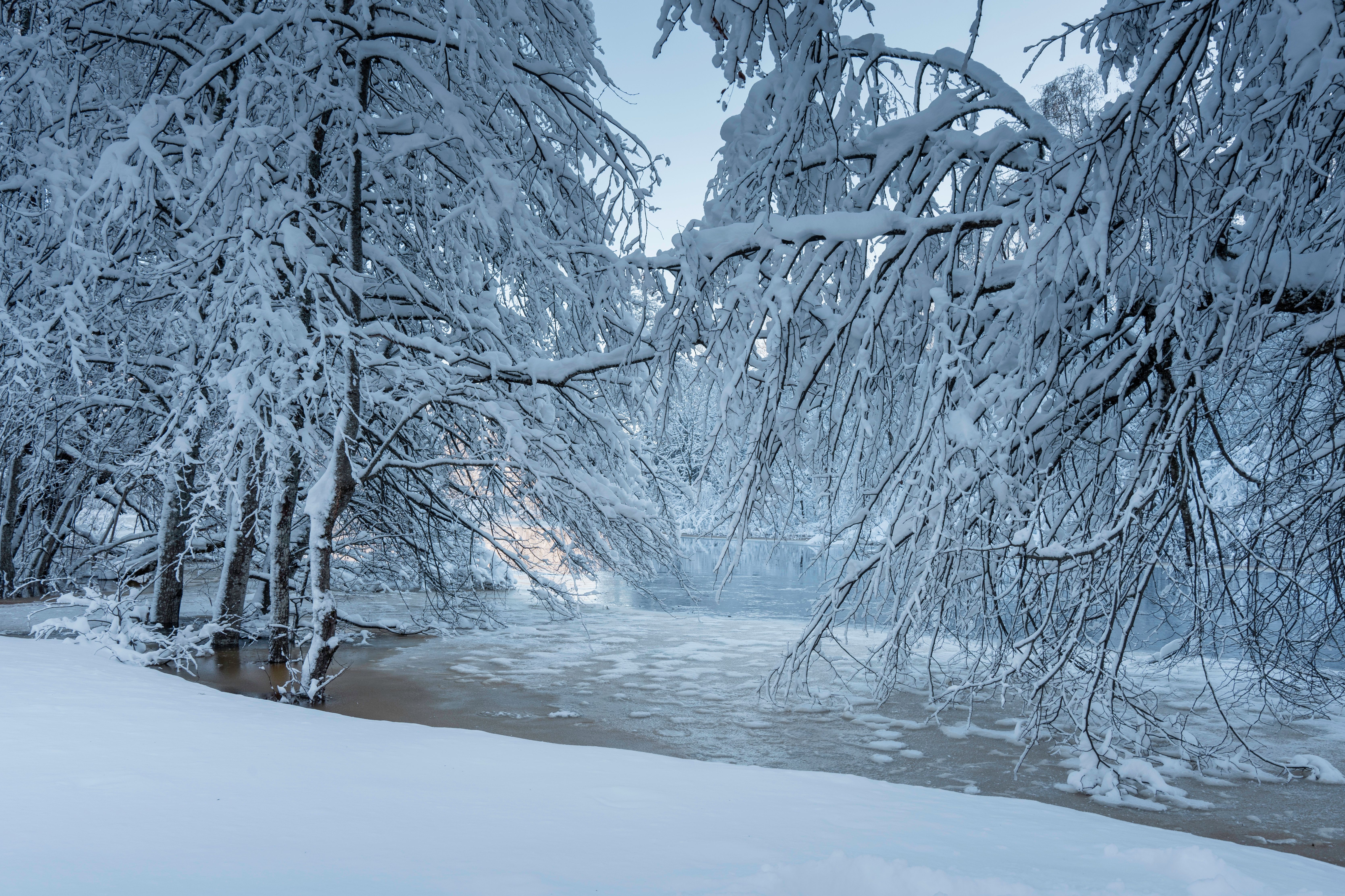 Serene Winter Landscape with Snowy Trees · Free Stock Photo