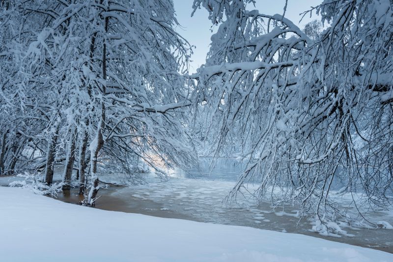Serene Winter Landscape with Snow-Covered Trees · Free Stock Photo