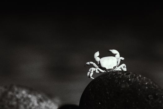 A minimalist black and white photo of a crab on a rock, showcasing contrast and form.