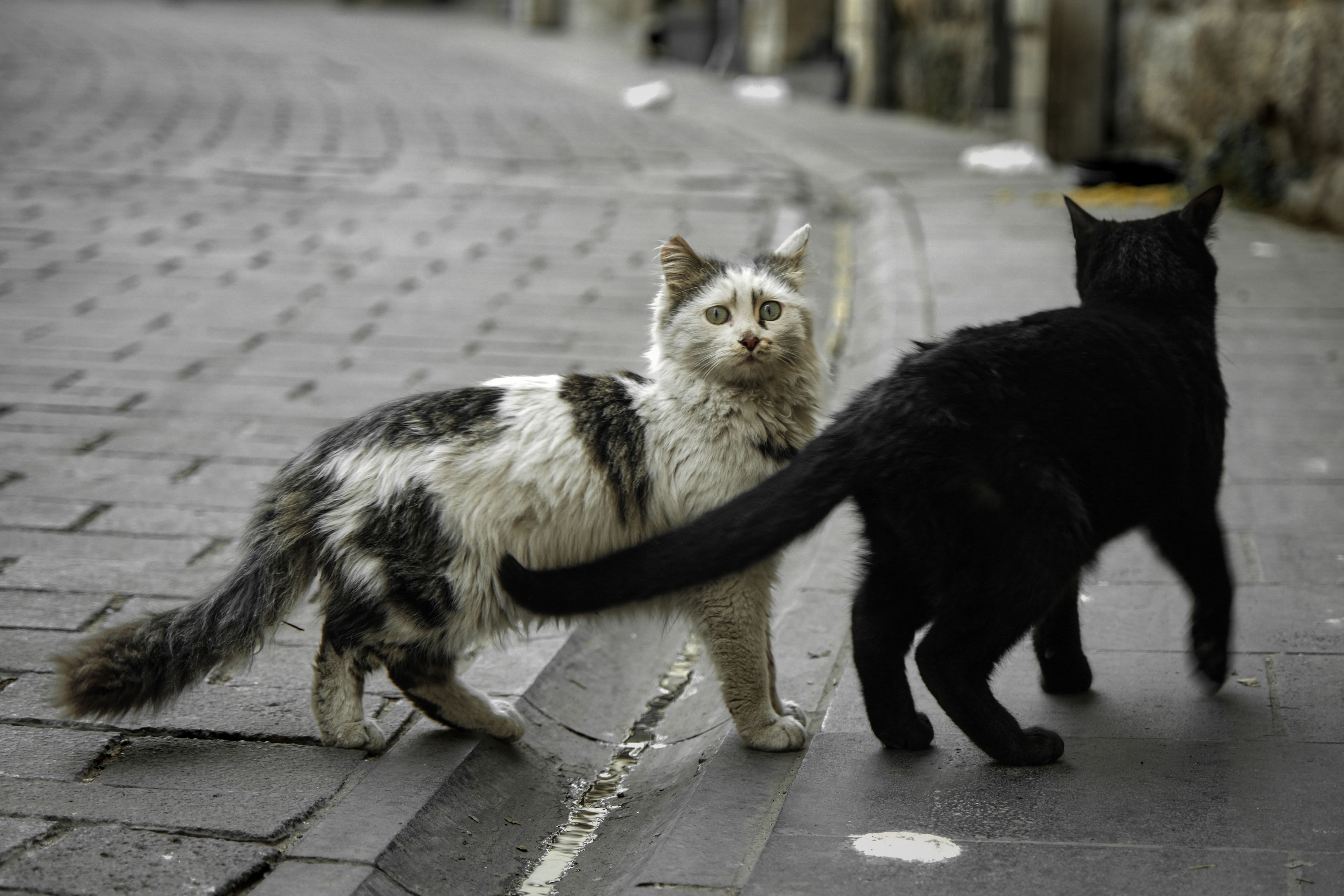 Indoor cat refusing to eat, showing loss of appetite associated with feline stress