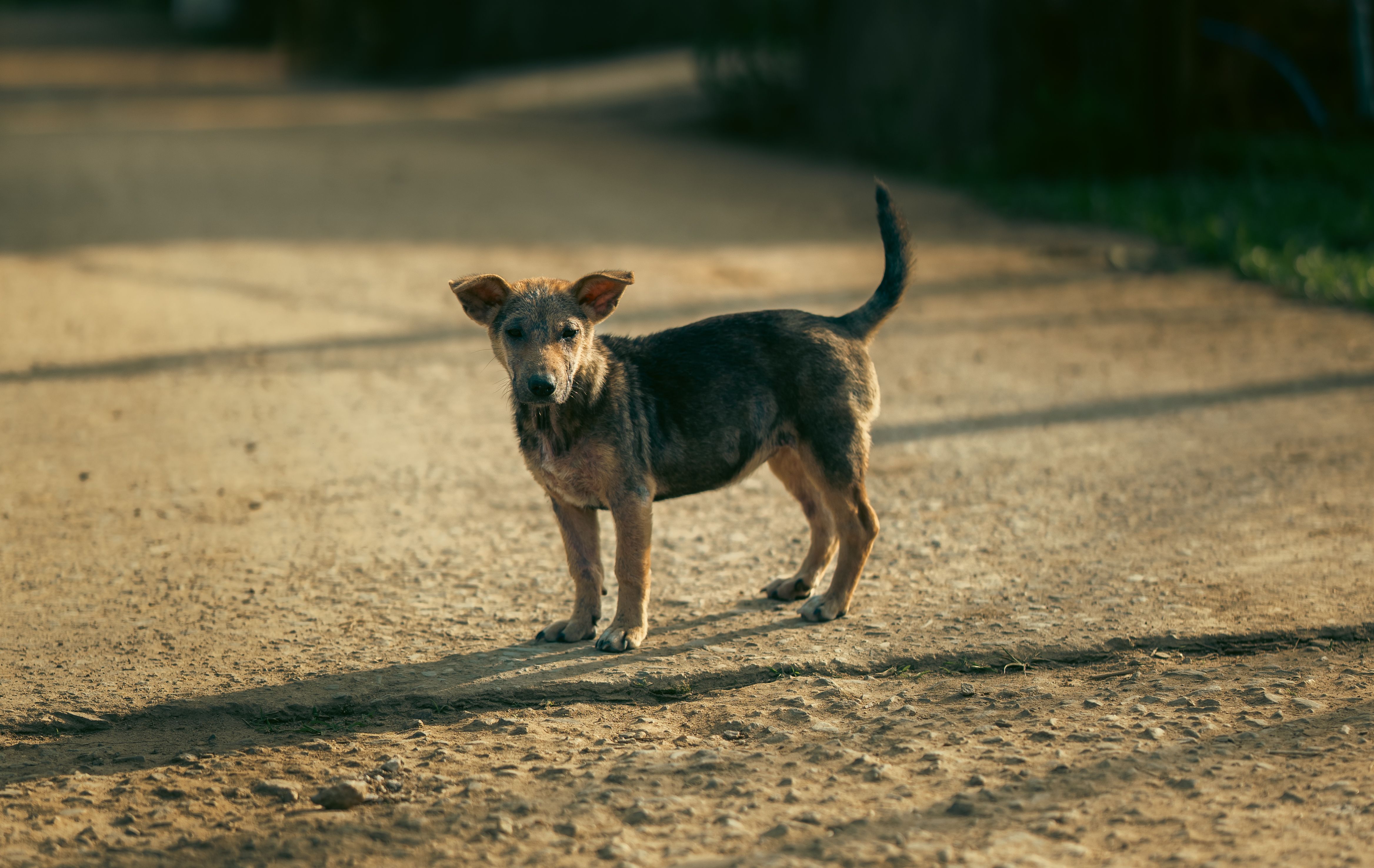 Lonely Stray Dog on Dusty Road at Sunset · Free Stock Photo