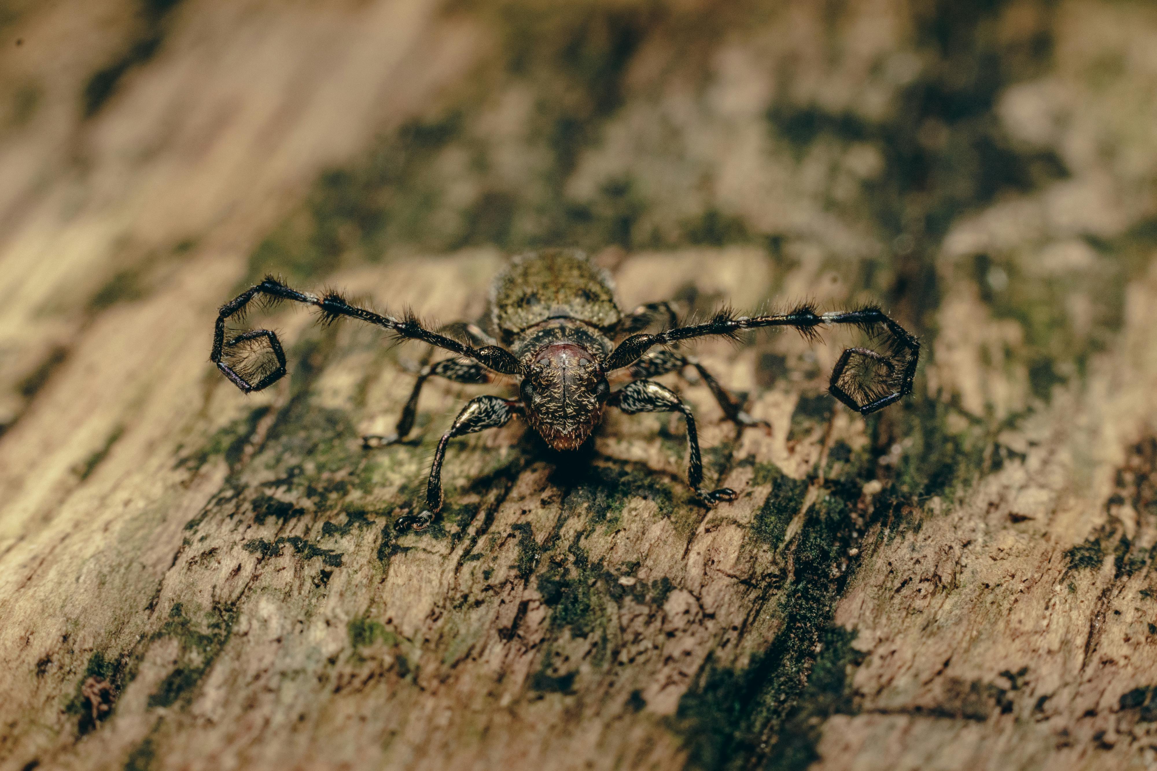 Close-up view of a silverfish insect