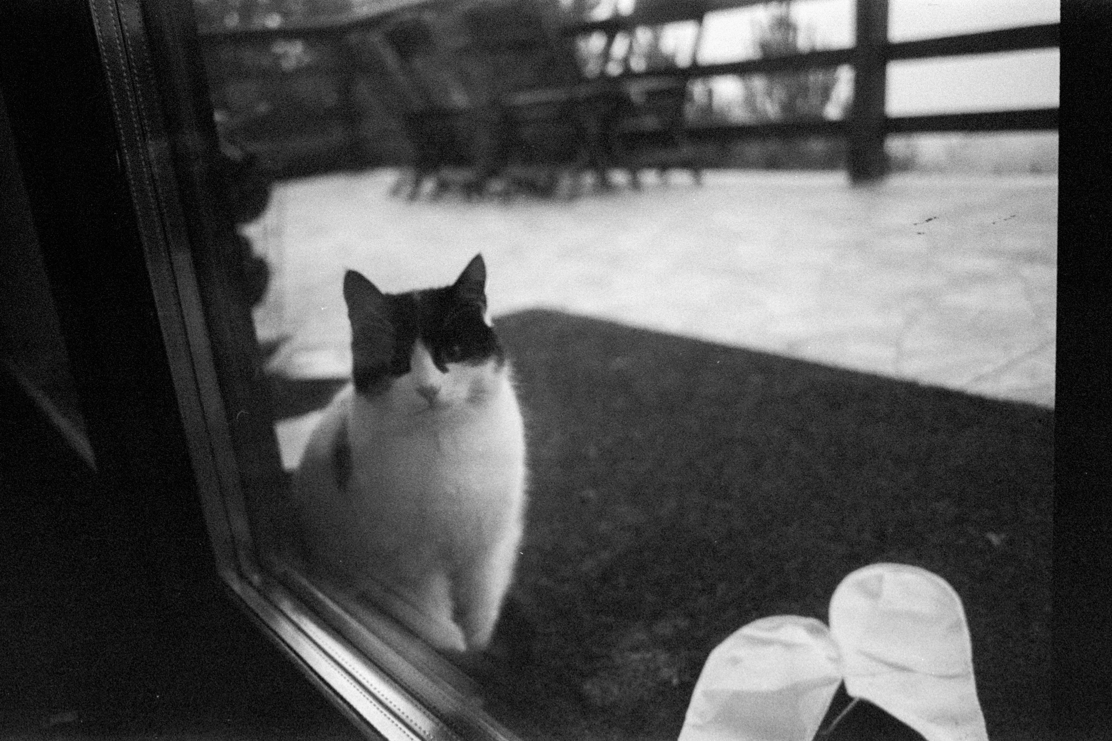 A black and white photo of a cat looking through a window in Bolu, Türkiye.