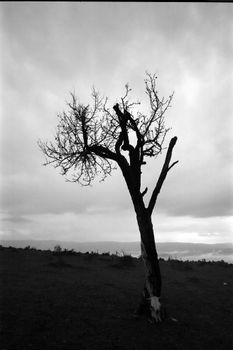 A solitary tree stands against a moody sky in a black and white landscape in Bolu, Turkey.