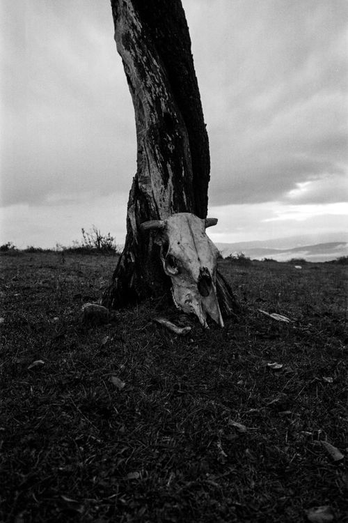 Free Black and white photo of a skull by a tree in Bolu, Türkiye. Stock Photo