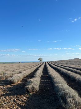 Expansive view of a lavender field extending into the horizon on a sunny day.. expansive, view, lavender