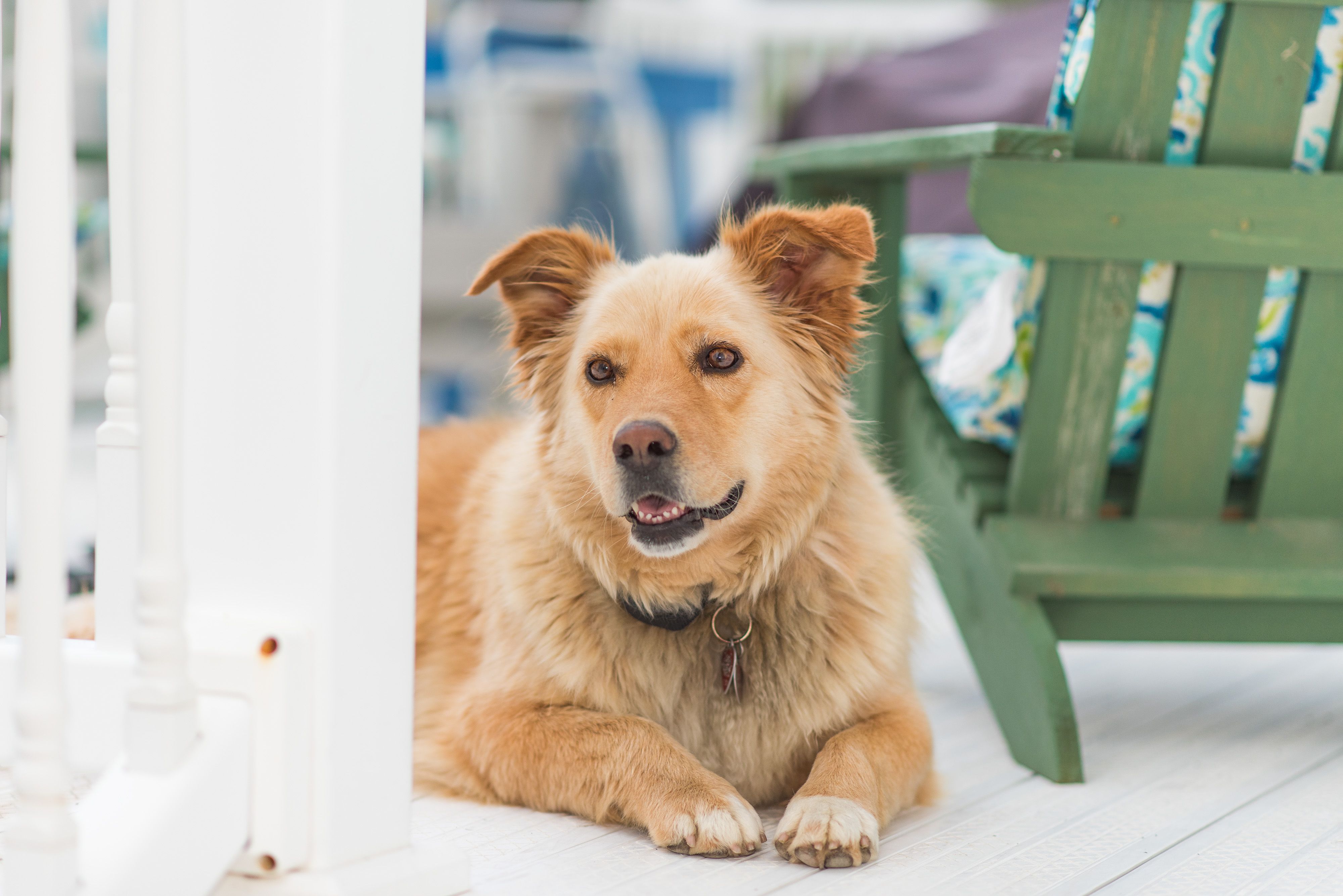 Foto Stok Gratis Tentang Anjing Anjing Golden Retriever Anjing
