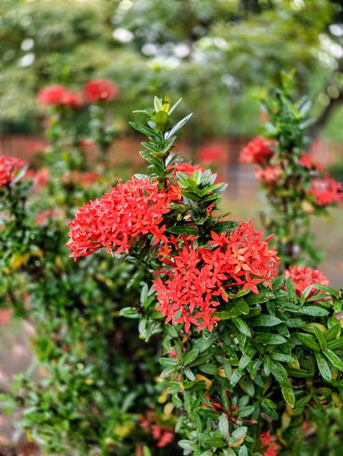 Free Bright red Ixora flowers blooming against a lush green background perfect for nature lovers. Stock Photo