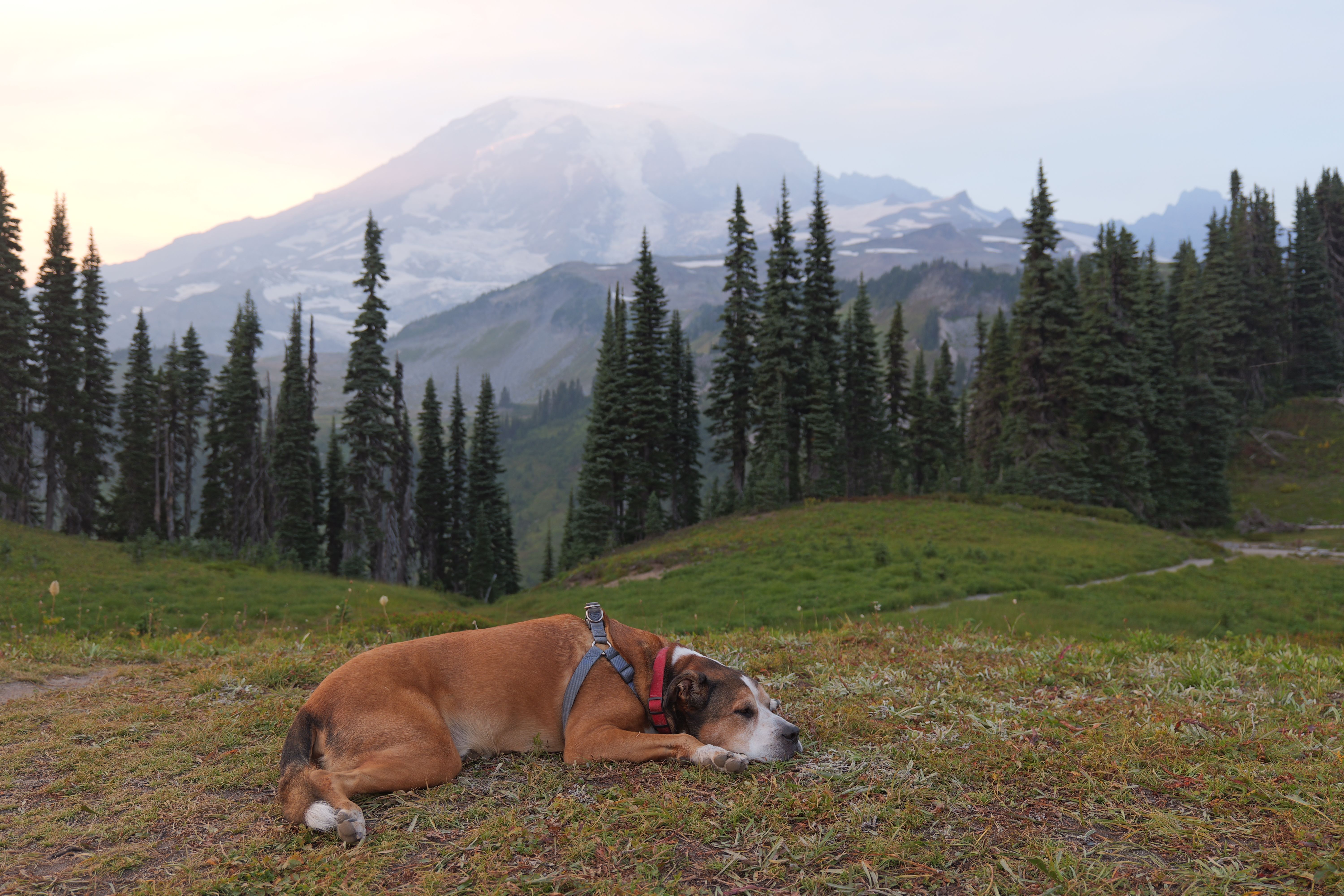 A relaxed dog lies on a grassy hill with Mount Rainier in the backdrop under soft natural light.
