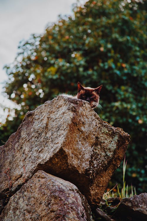 Tảng đá con mèo là một tác phẩm nghệ thuật đại diện cho sự độc đáo và tinh tế của con người. Hãy cùng chiêm ngưỡng những tác phẩm nghệ thuật độc đáo này và đắm mình trong những tầng lớp đáy thạch anh tuyệt đẹp.