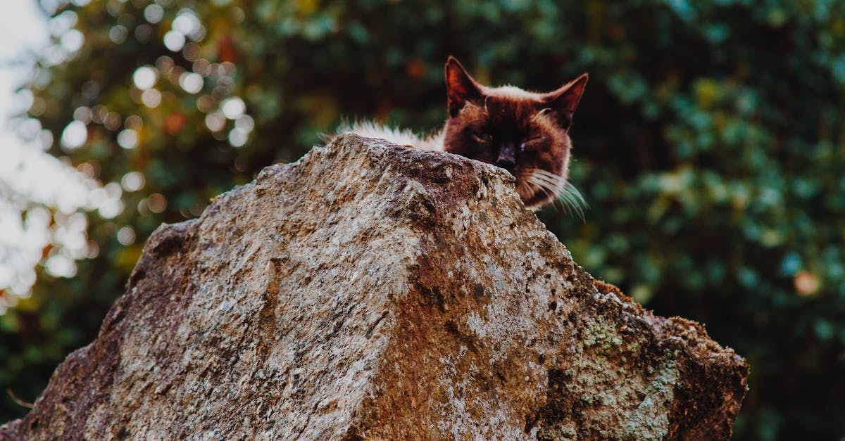 Un Gato En Una Roca · Fotos de stock gratuitas