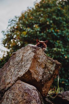 在充满活力的秋季森林背景中，一只好奇的猫凝视着一块大岩石
