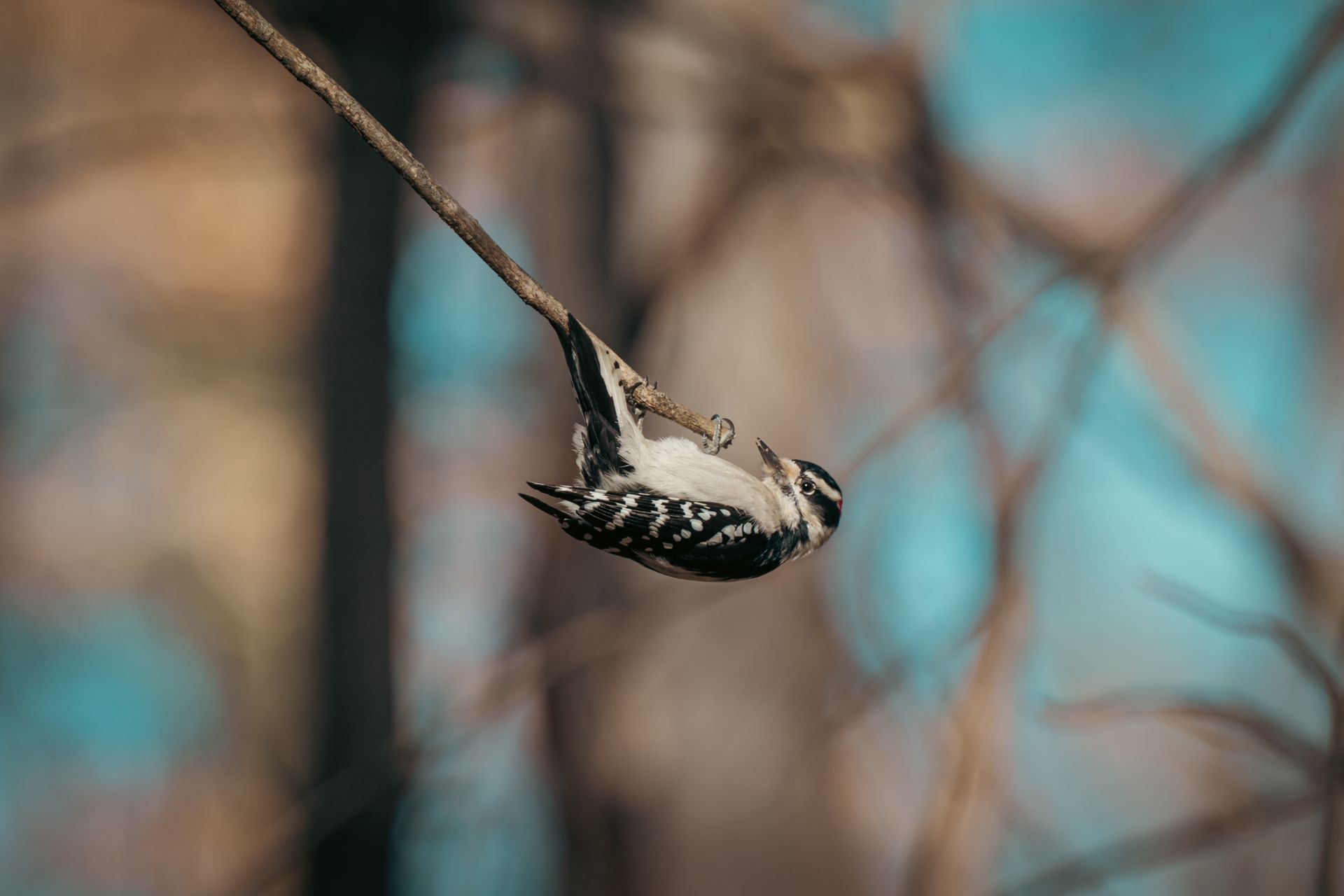 A woodpecker clings to a tree branch in a serene forest setting, capturing nature's beauty.