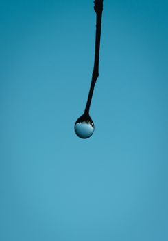 A single water droplet hanging from a branch against a clear blue sky.