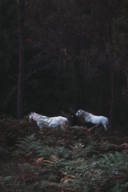 Twee Witte Paarden In Het Bos