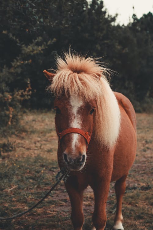 Caballo Marrón