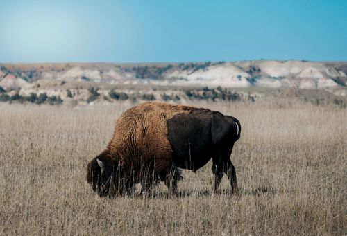 Free Close-up of American bison grazing in vast North Dakota grassland. Stock Photo