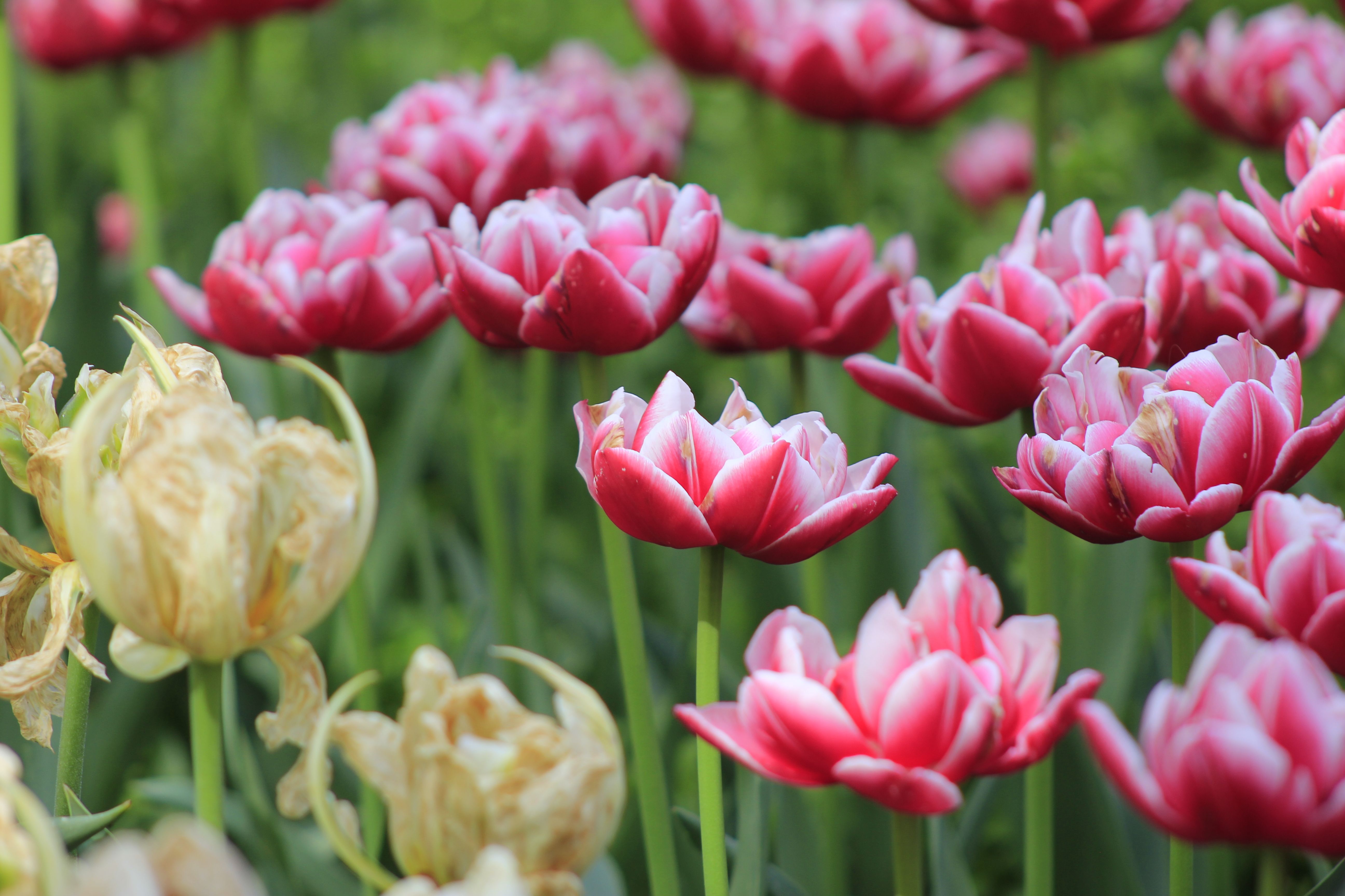 Vibrant Tulips in Toronto Garden during Spring · Free Stock Photo