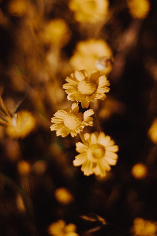 Free Beautiful close-up of golden daisies blooming in warm, soft light, capturing the essence of summer. Stock Photo