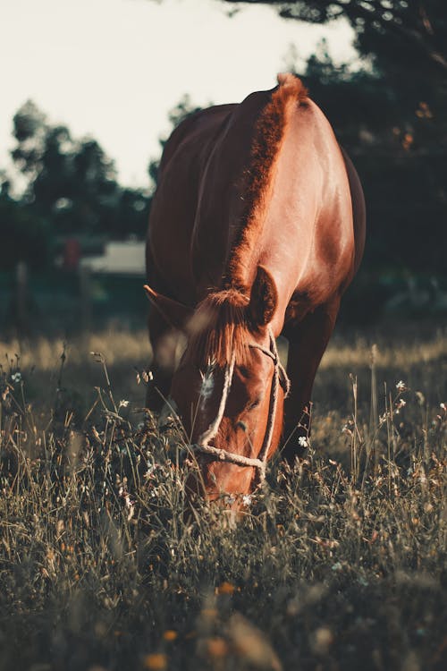 Horse On Grass Field