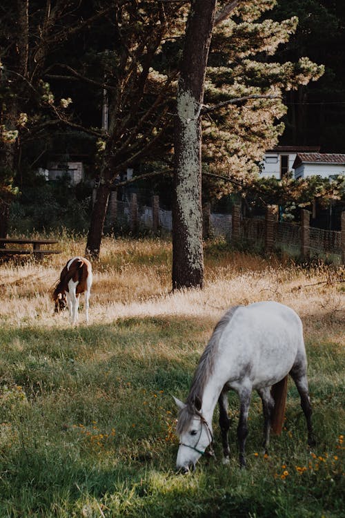 Fotobanka s bezplatnými fotkami na tému cicavec, dedinský, hospodárske zviera