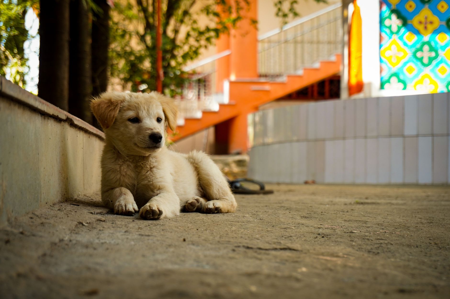 Healthcare and wellness consultation for a dog