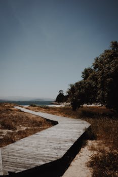 一条宁静的木制栈道在晴朗的天空下延伸向大海，四周环绕着自然风光