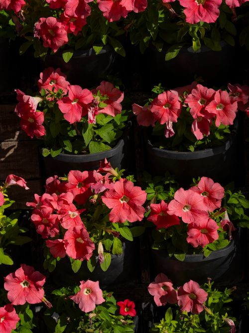 Free Beautiful pink petunias in garden pots, showcasing vivid blooms and fresh foliage. Stock Photo