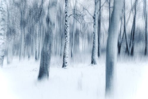 Free Ethereal, blurred winter forest with snow-covered trees creating a surreal atmosphere. Stock Photo