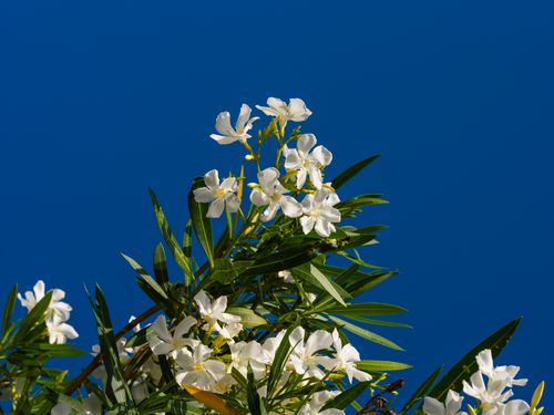 Free Vibrant white oleander flowers bloom against a clear blue sky, showcasing nature's elegance. Stock Photo