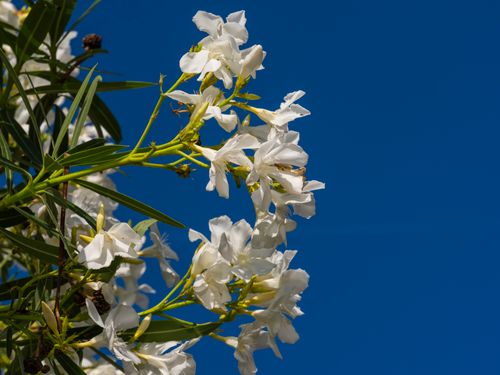 Free White oleander flowers in full bloom under a sunny clear blue sky, showcasing natural beauty. Stock Photo