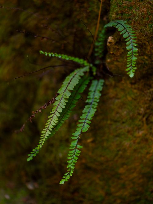Free Detailed view of a fern growing on a moss-covered surface, highlighting natural beauty. Stock Photo