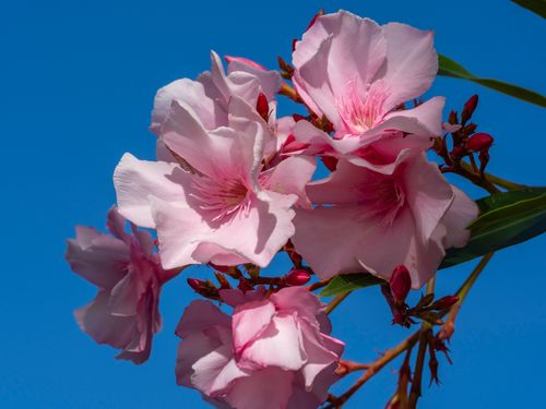 Free Close-up of pink oleander flowers in full bloom set against a clear blue sky, showcasing natural beauty. Stock Photo