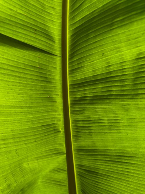 Free Close-up of a vibrant green banana leaf showcasing its natural texture and pattern. Stock Photo