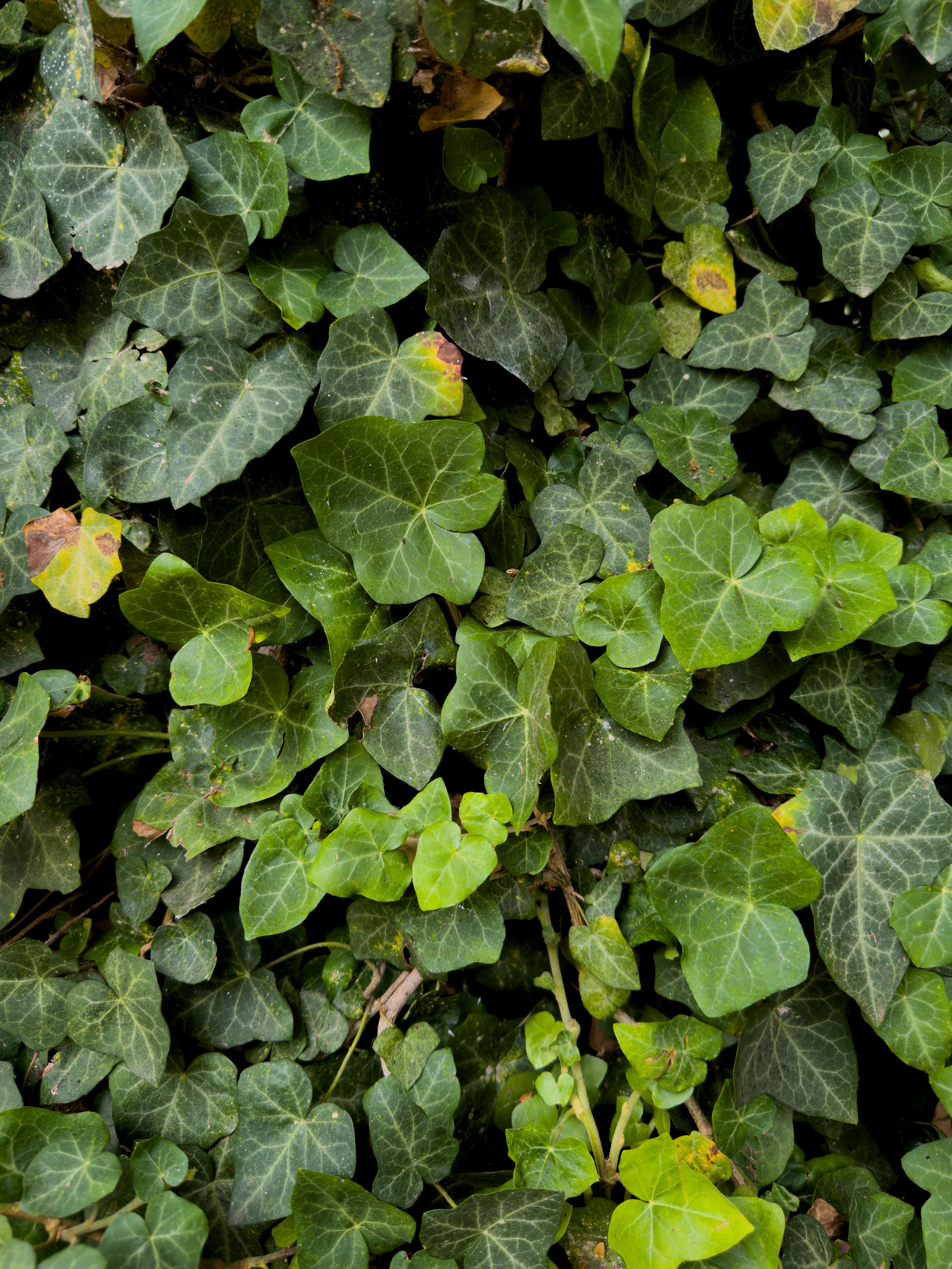 Ivy Efeu Photos, Download The BEST Free Ivy Efeu Stock Photos & HD Images