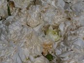 Romantic bloom close-up - Photo by Engin Akyurt